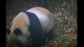 山村十大诡异怪事件,四川大山发现的怪物