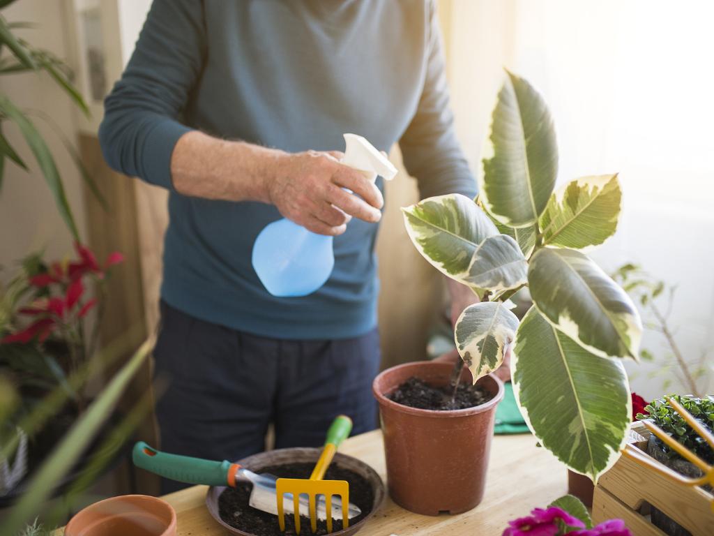 除甲醛绿植好还是活性炭好用,什么绿植去甲醛效果最好