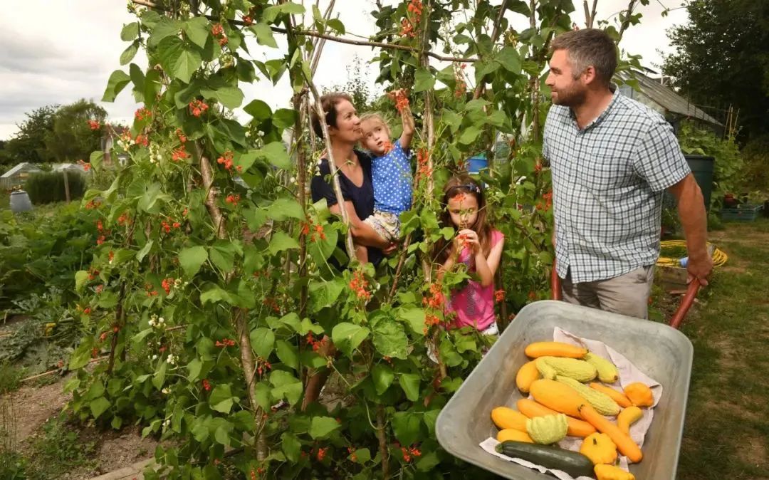 在英国自己种菜什么体验,在英国种菜小技巧有哪些