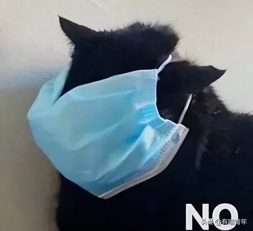 猫做核酸了么,猫核酸检测有必要做吗