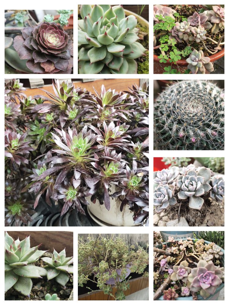 看我满屏都装不下的肉多多