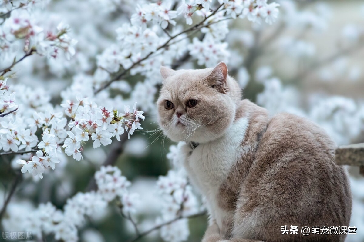 你知道我们生活中最热门、最主流的宠物品种是什么吗？