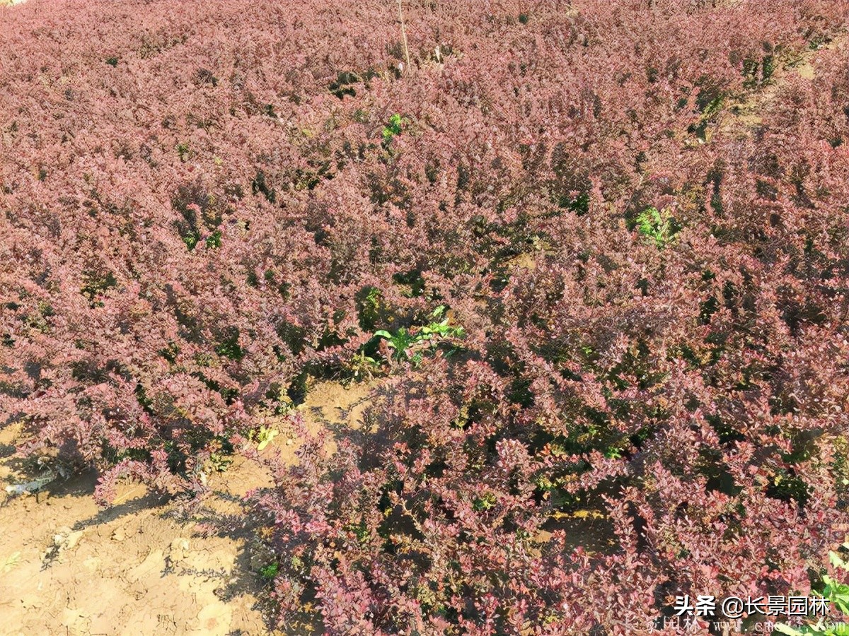 红叶小檗紫叶小檗的价格,红叶小檗幼苗批发基地