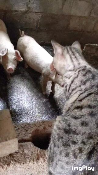 神回复有深度的话,神回复的意思