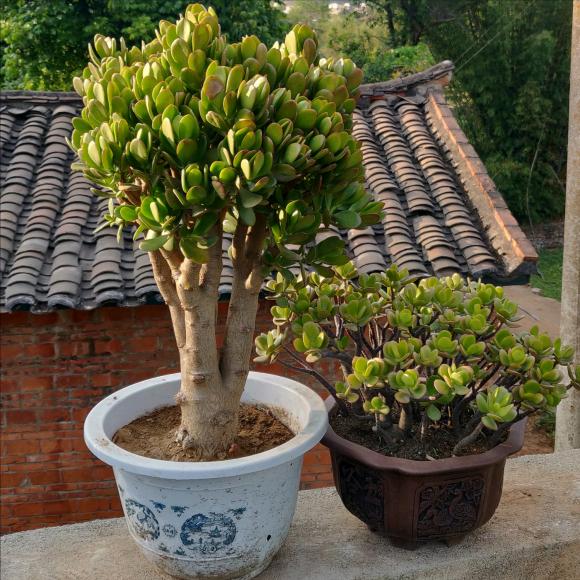 6种漂亮的富贵花好养好看还招财,6种长寿花能活一百年漂亮又吉利