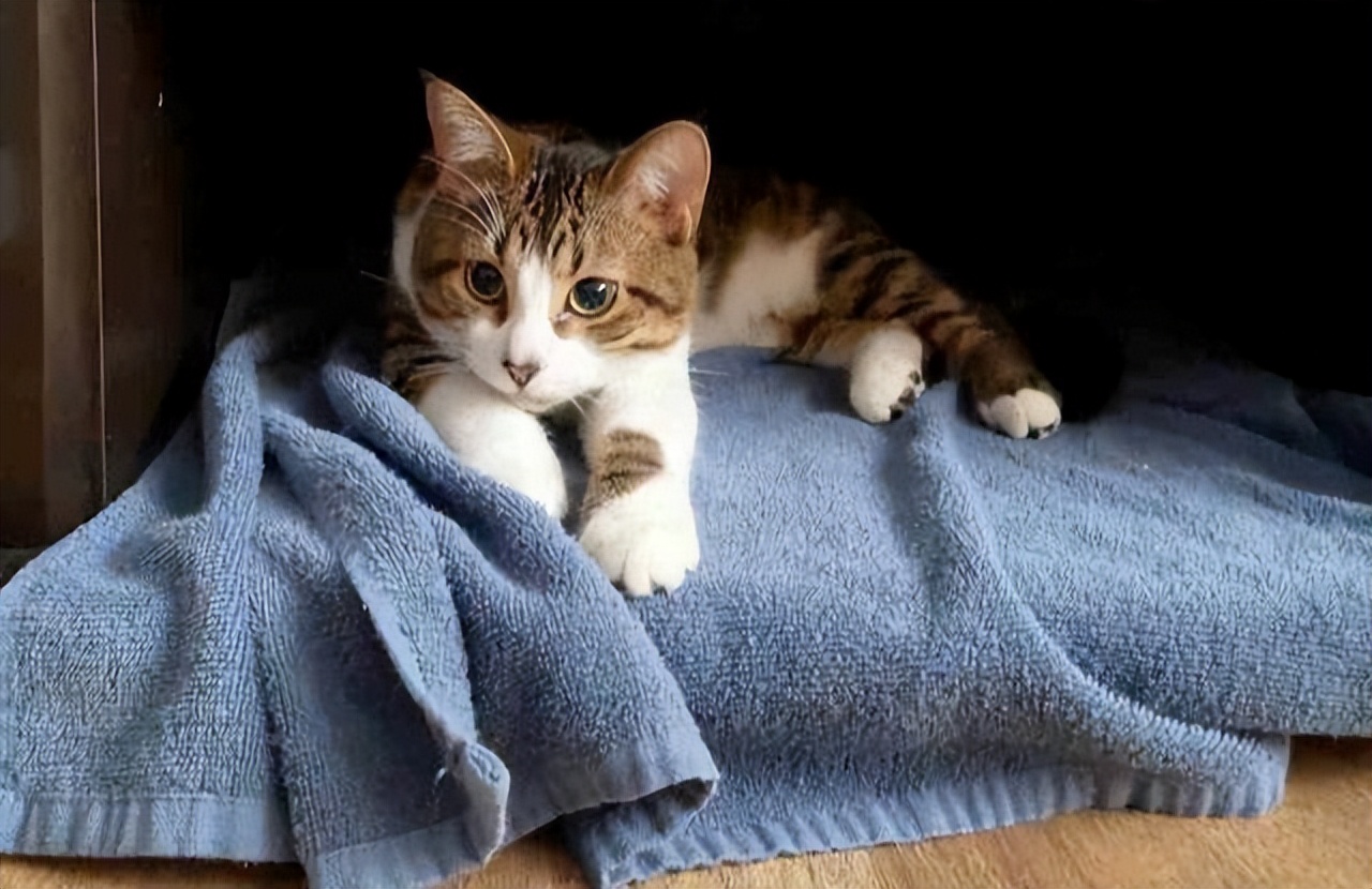 猫咪膀胱炎好了又乱尿怎么办,如何防止猫咪在床上乱拉乱尿