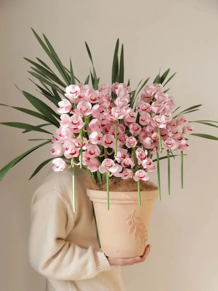 大富贵兰花是否好养,什么样的兰花好养并且花好看且香