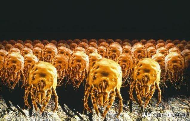 螨虫真的会引起皮肤病吗？有以下情况则需及时就医！