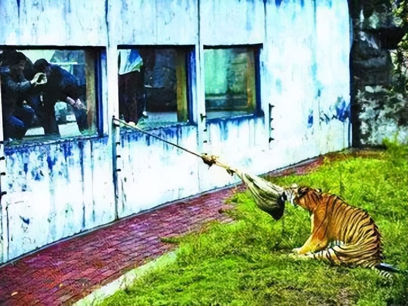 辟谣公园里小象遭针扎,景区回应骆驼遭棒打求饶