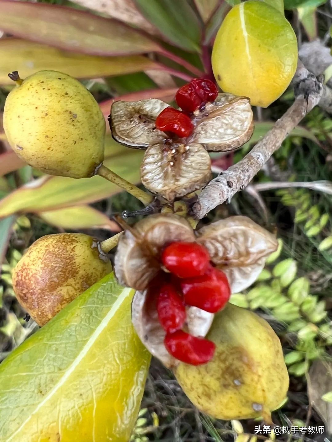 中小学教师资格证综合素质知识点,教师资格考试综合素质常考知识