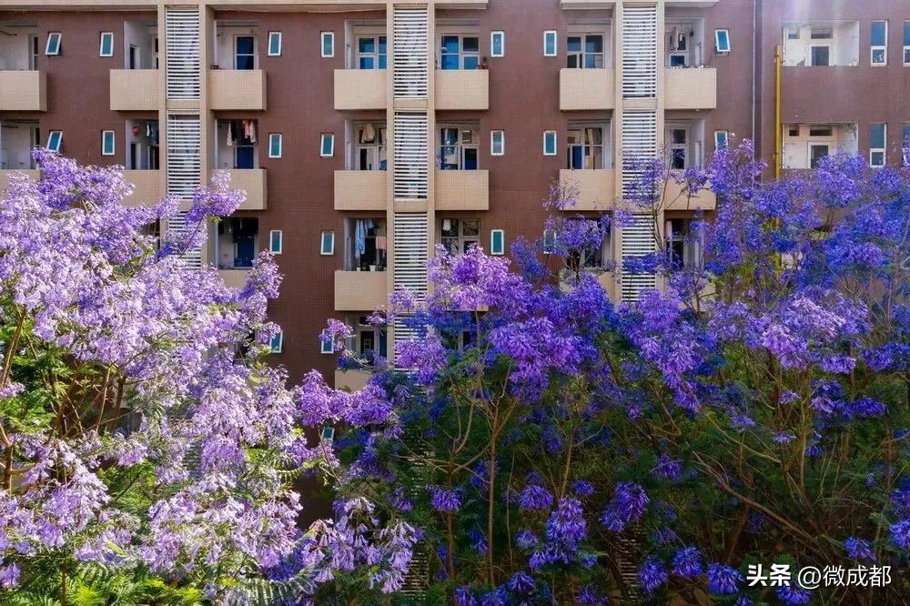 成都公办大学好看的宿舍,成都哪些大学宿舍好