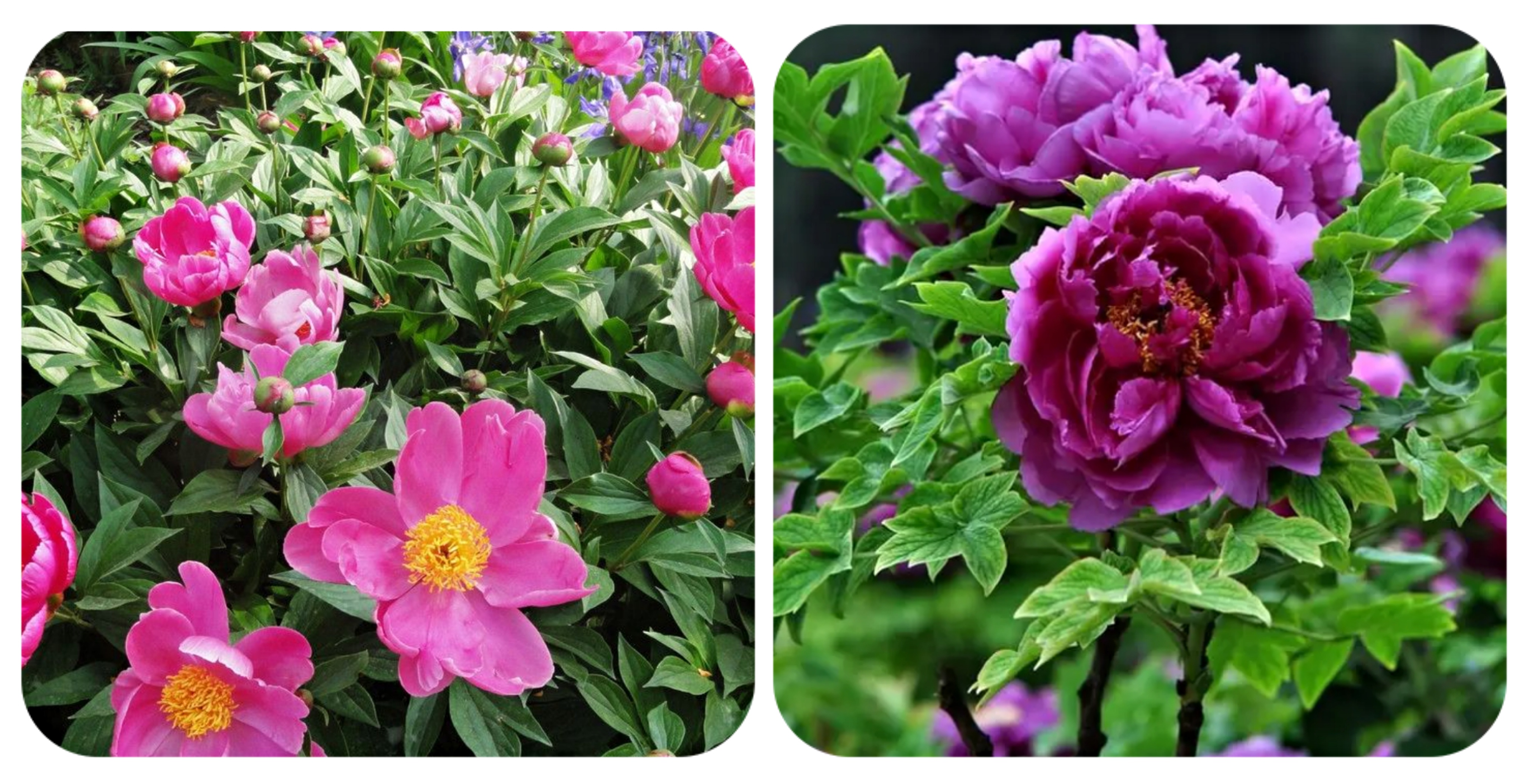 适合春季赏花的花,视觉盛宴五种赏花名花供您选择