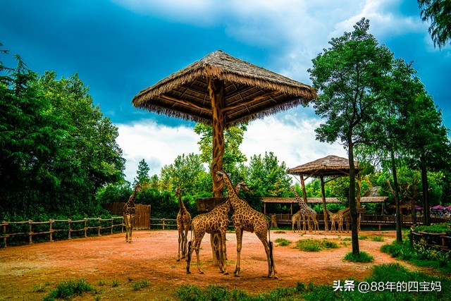 上海书院镇有哪些旅游景点,冬天上海周边城市旅游景点推荐