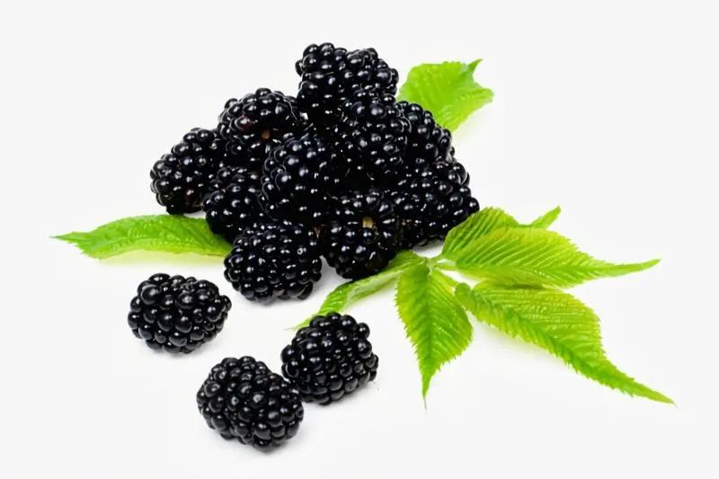 黑莓树可以盆栽吗,宝宝种花生