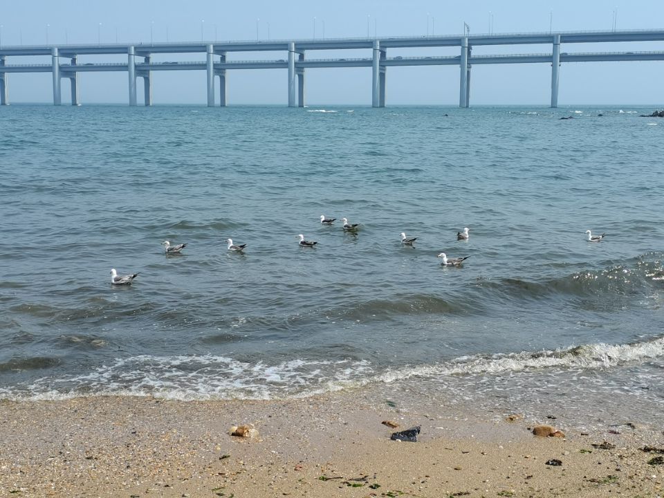 海边大连黑石礁,大连黑石礁到星海公园