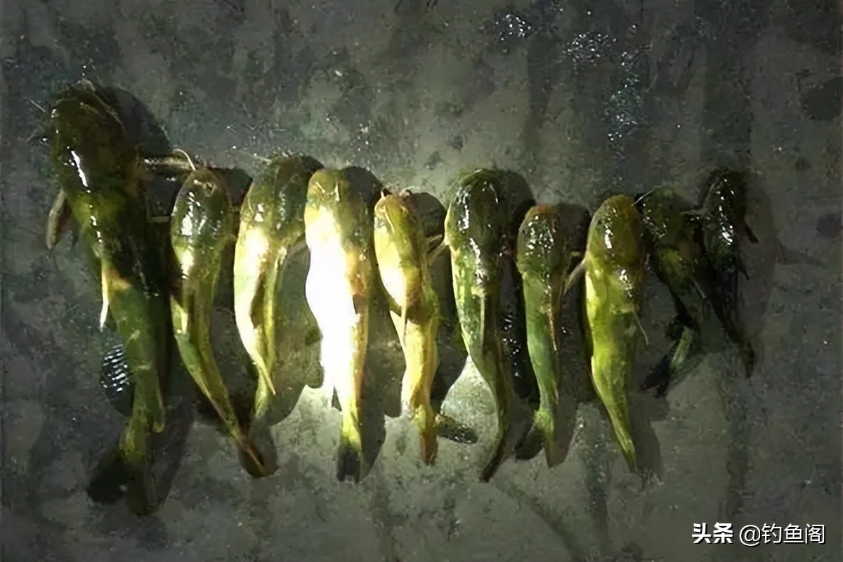 钓汪刺打窝技巧,冬季钓汪刺打窝技巧