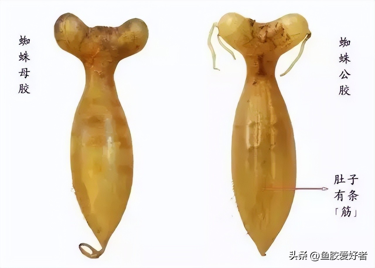 蜘蛛鱼胶哪种最好,越南蜘蛛胶是什么鱼胶