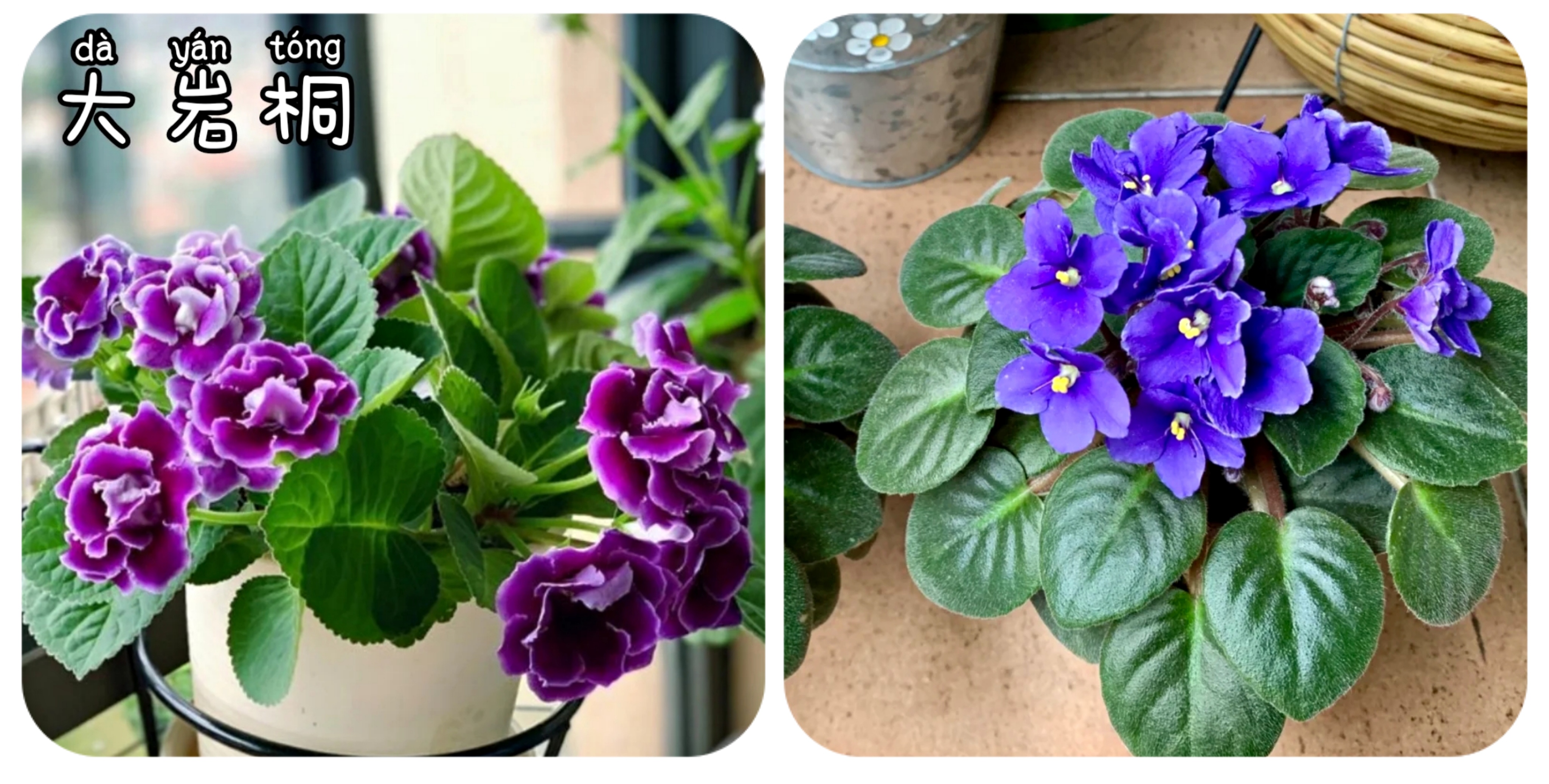 100个阳台养什么花好,100种阳台养的花草