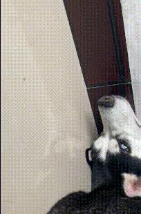 纹身为什么要三思而后行,颈部纹身三思而后行