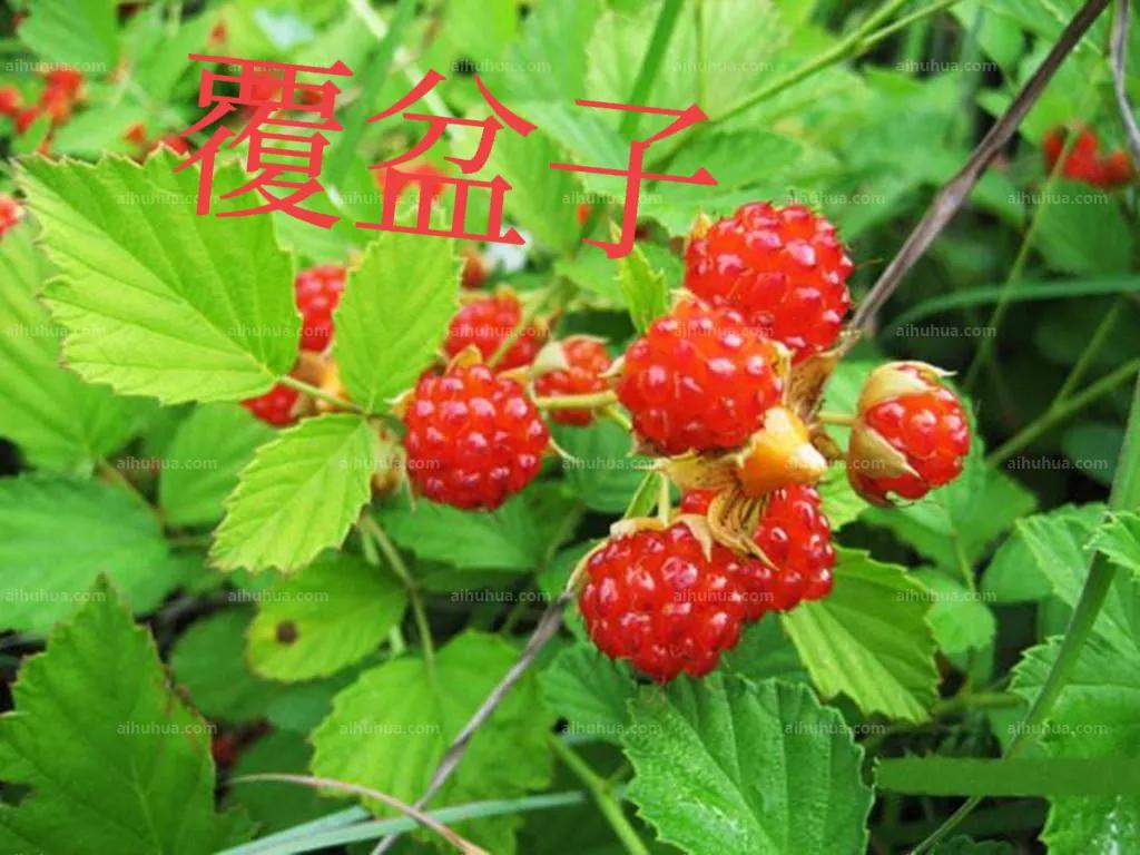 五子衍宗丸是道家古方,五子衍宗丸经典名方