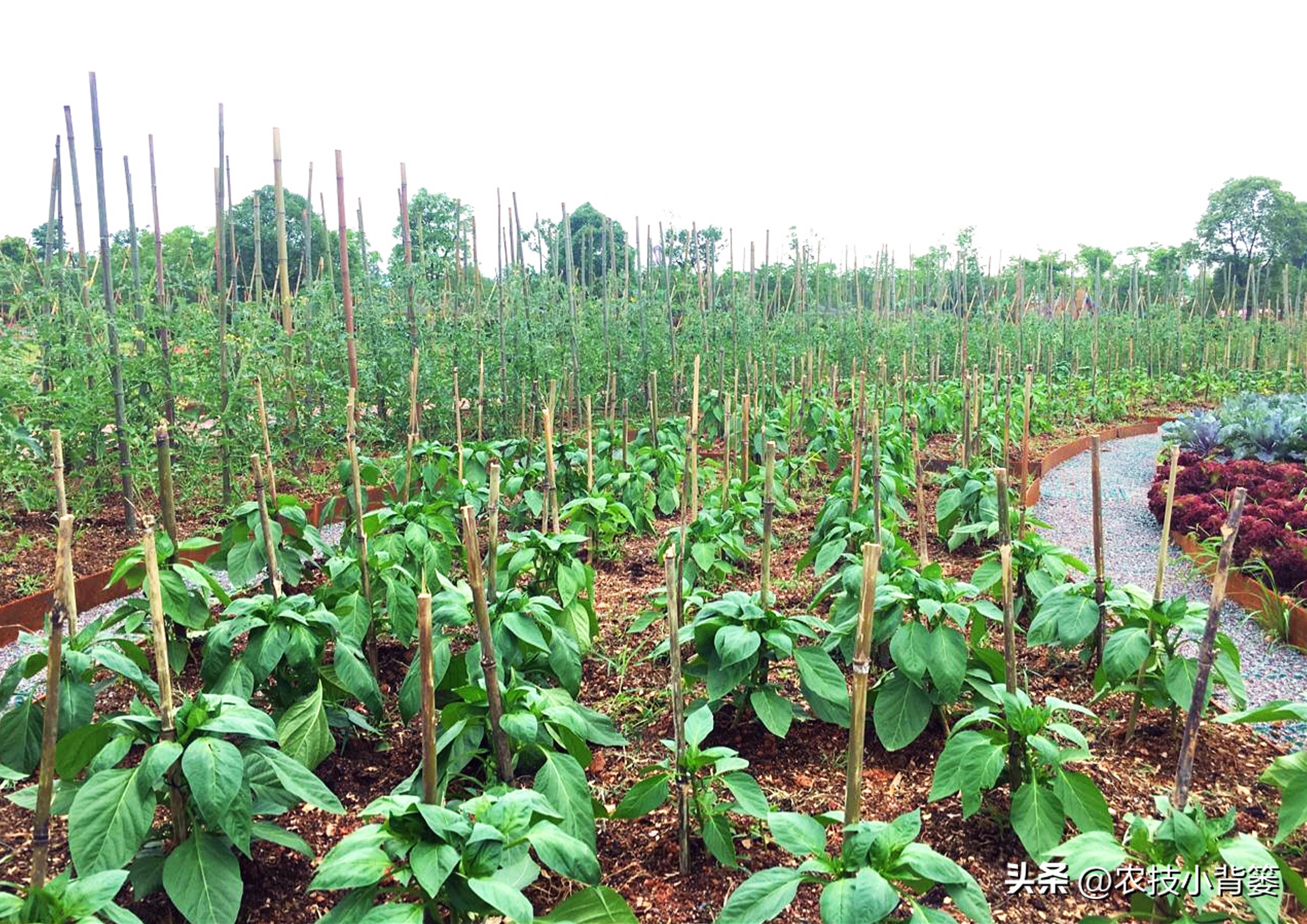 花生重茬烂根死苗怎样解决,怎样防治豆角重茬死苗及烂根
