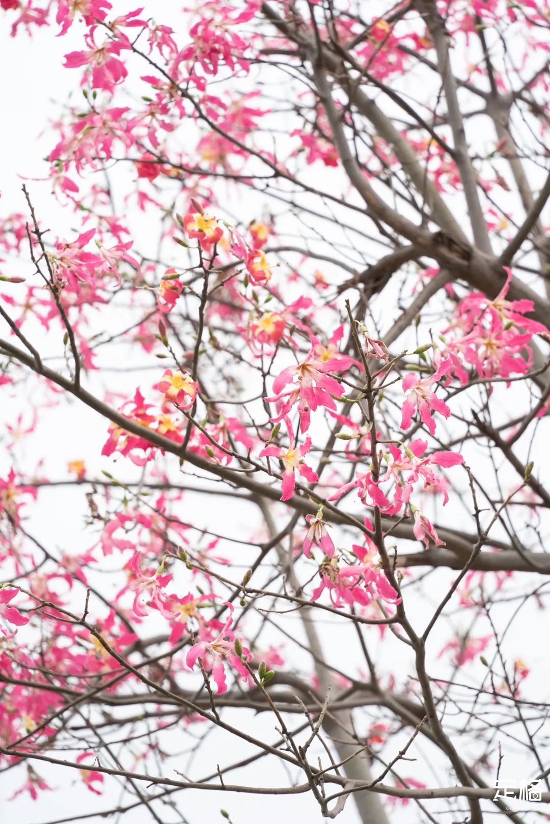 凤凰山绿道开放时间,凤凰山绿道全长多少公里