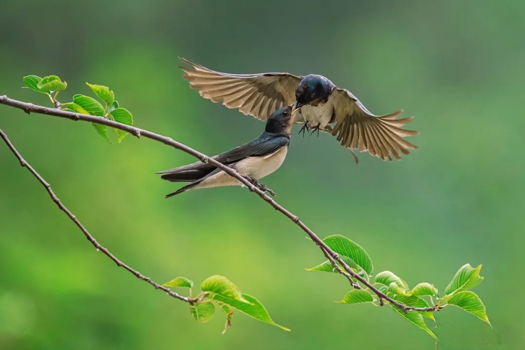 燕子筑巢被人看见,老人说燕子筑巢