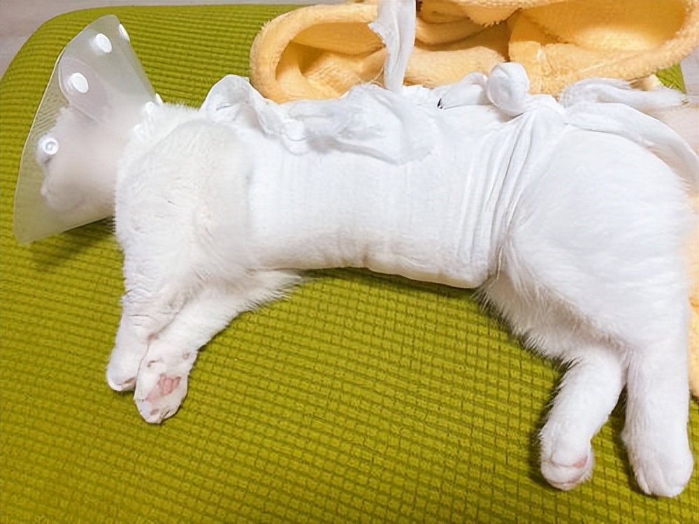 不绝育也不生猫猫，母猫患上这些病全怪铲屎官