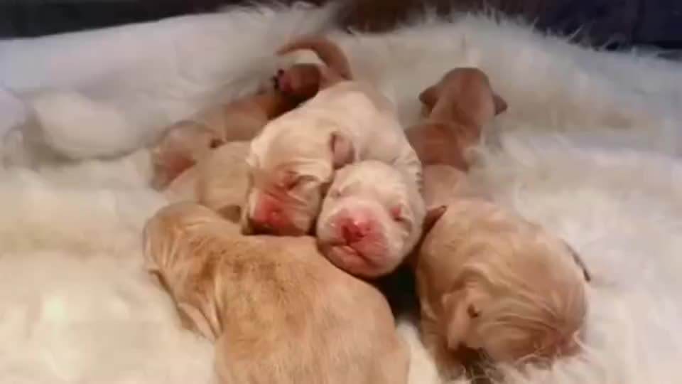 刚出生的小狗怎么喂养才能活下来,刚出生的小兔人工喂养的注意事项