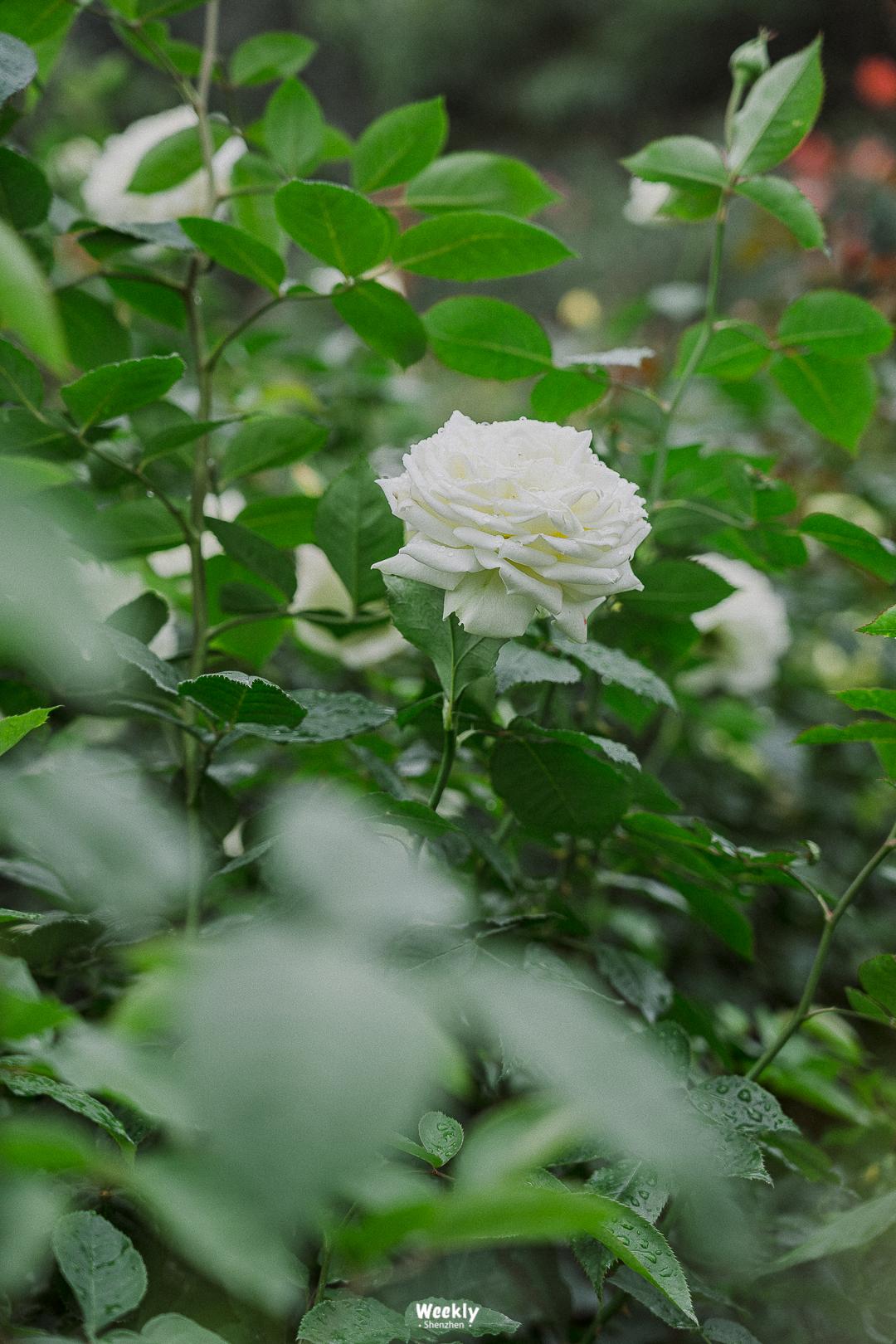 好好走过红荔路，才知道住福田有多让人羡慕