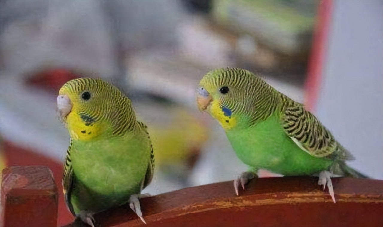 新手养鹦鹉基本常识,新手养鹦鹉的知识讲解