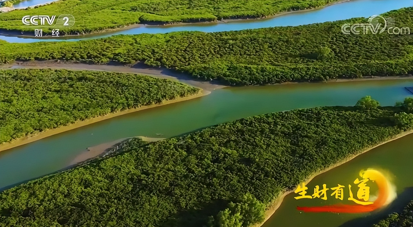 海味鲜，风情浓，不虚湛江行！央视又聚焦港城美食