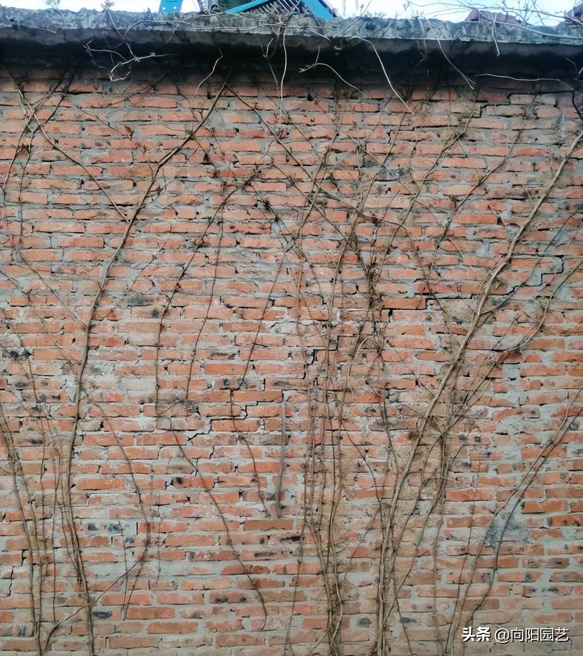 庭院种植竹子禁忌有哪些,庭院种植竹子要注意什么