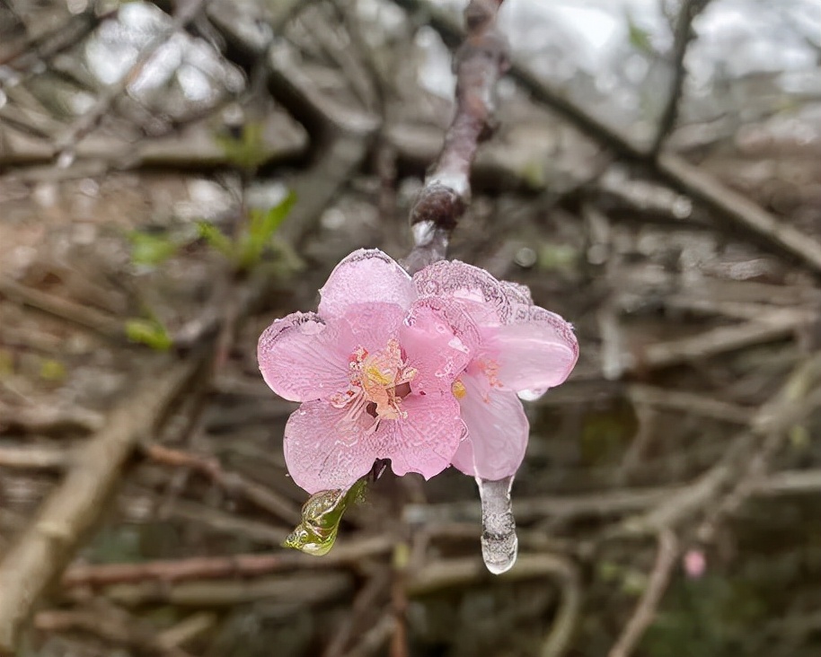 云南开远市下雪吗,开远多少年没下雪了