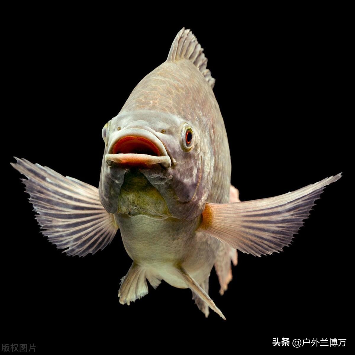 中国最凶残的十种鱼,国内十种入侵鱼