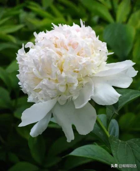 赏心悦目的花朵，风采万千，千姿百态，魅力无限，太美了