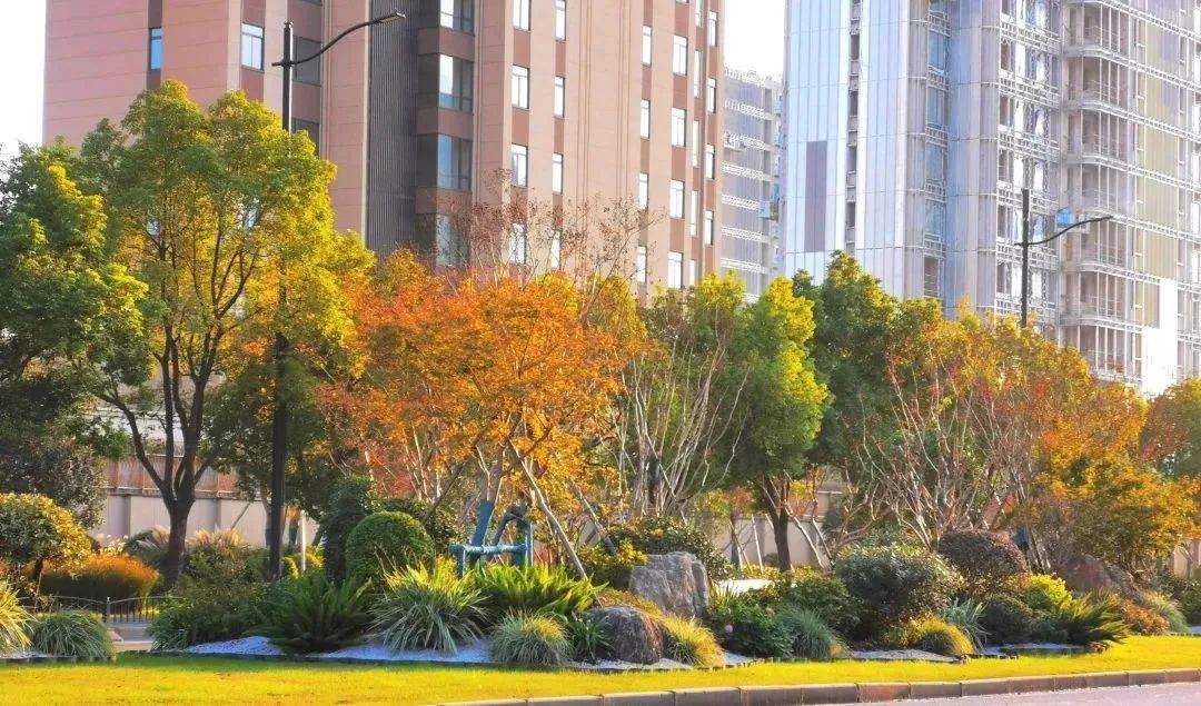 枫红、杏黄，色彩“撞”得明媚，徐汇的初冬抬头是画，低头为诗