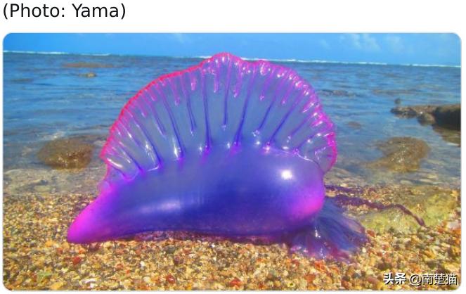 分享各种各样的动物,保证你没见过的20种新动物