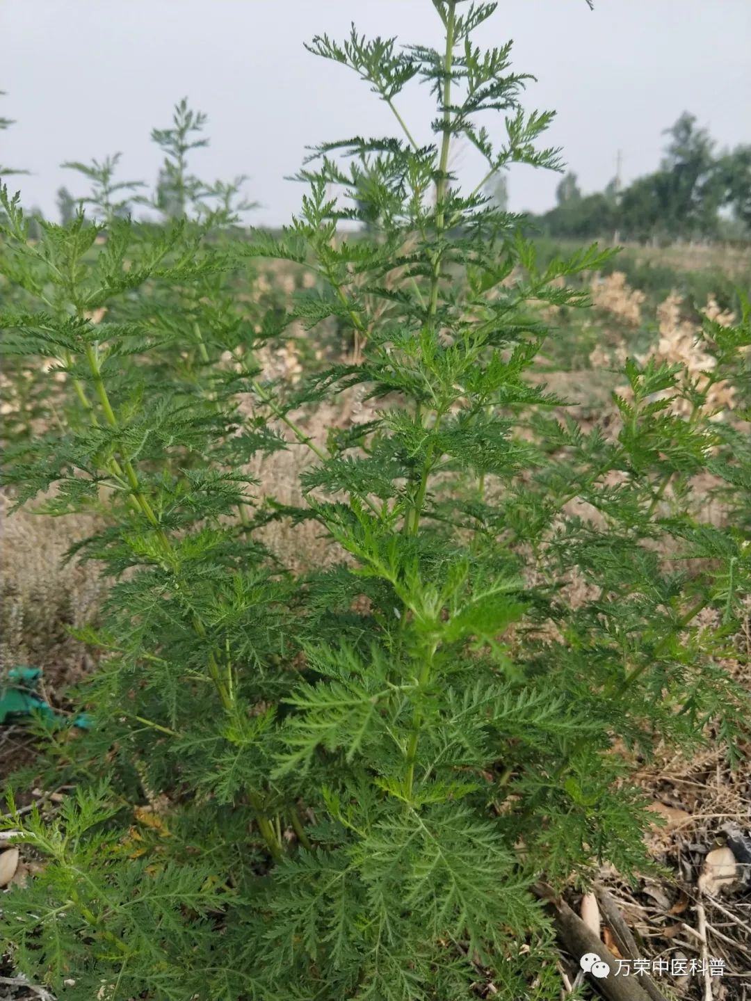 植物幼苗的发展过程详细,植物的幼苗在生长过程中