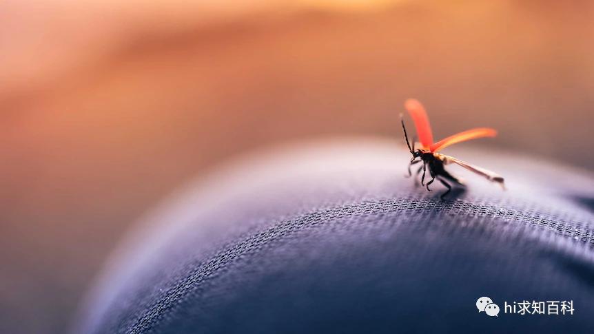 蚊子驱蚊黑科技,驱蚊子最有效的黑科技