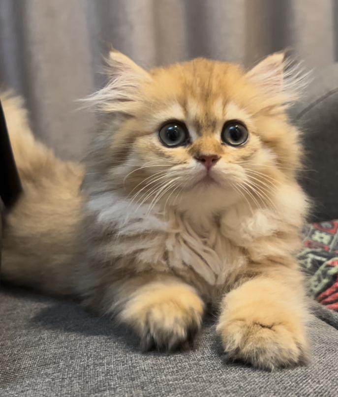 猫咪吃渴望猫粮老喝水,猫咪软便时该喂猫粮还是水煮鸡肉