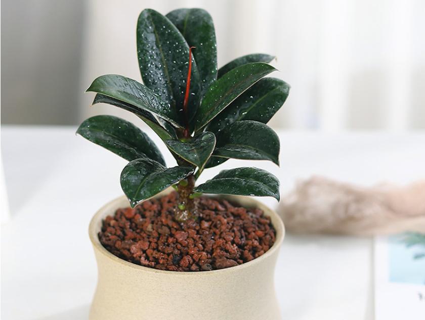 橡皮树如何养爆盆,橡皮树怎么换盆才能长得好