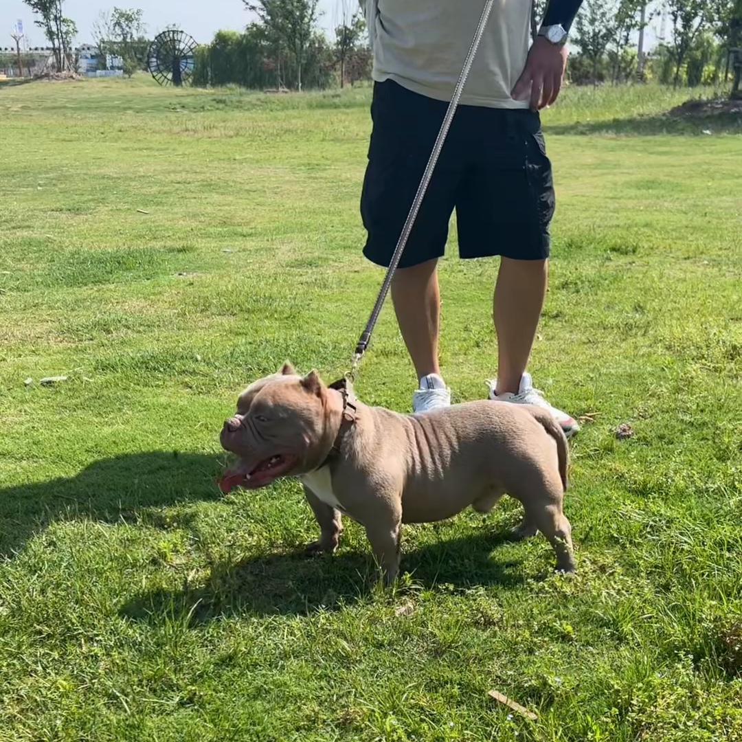 适合家养的宠物狗狗,适合家养的狗狗推荐不爱叫