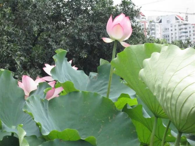 夜赏荷花古诗词,赏荷花诗句古诗大全