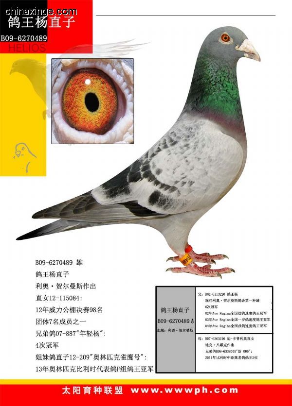 善良比利时莫里斯,比利时速度狂魔