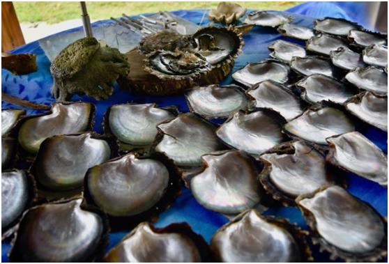 珍珠母之刀:优雅的真相