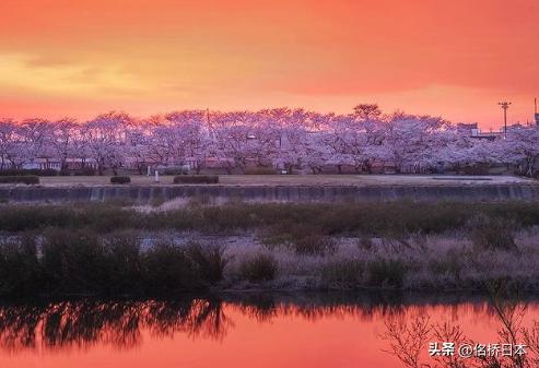 在最浪漫的时节抵达日本会变得幸运呢