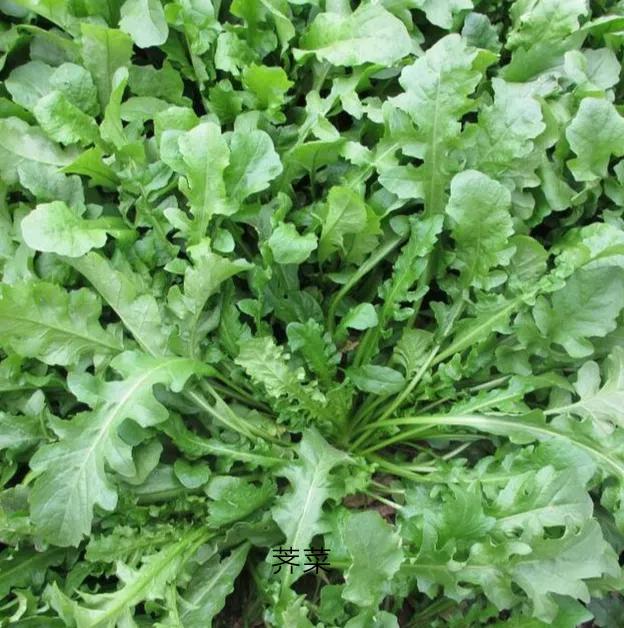 这些野菜你们都认识哪几种,看看这些野菜你真的认识吗