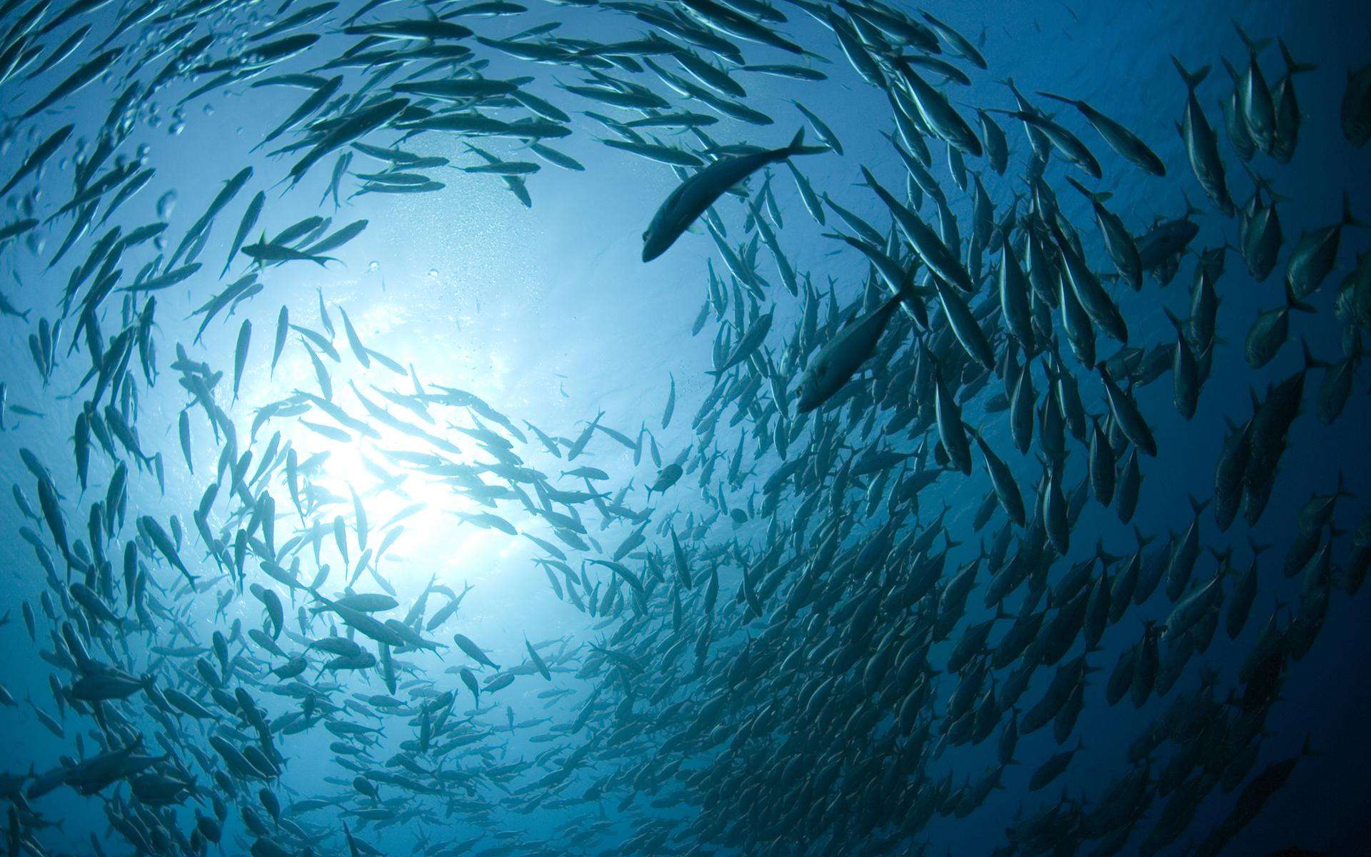 南极发现远古病毒人类如何应对,北极新发现了远古病毒吗