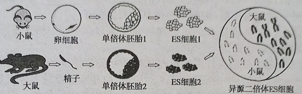 2024届高三生物模拟试题新高考,t8联考2022届第二次联考生物答案